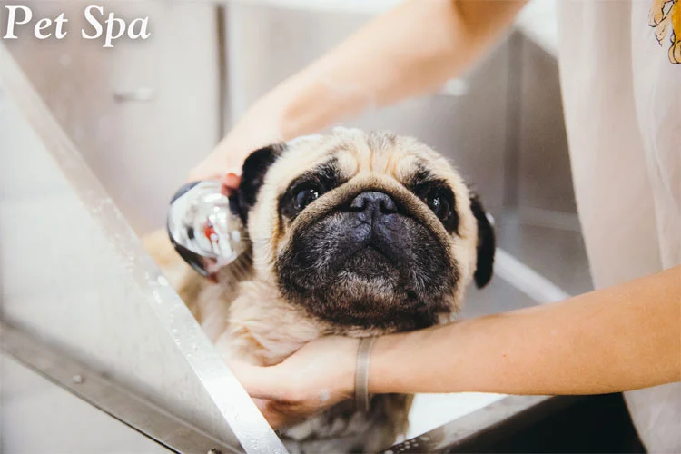 SoMi Walk Residences Pet Spa